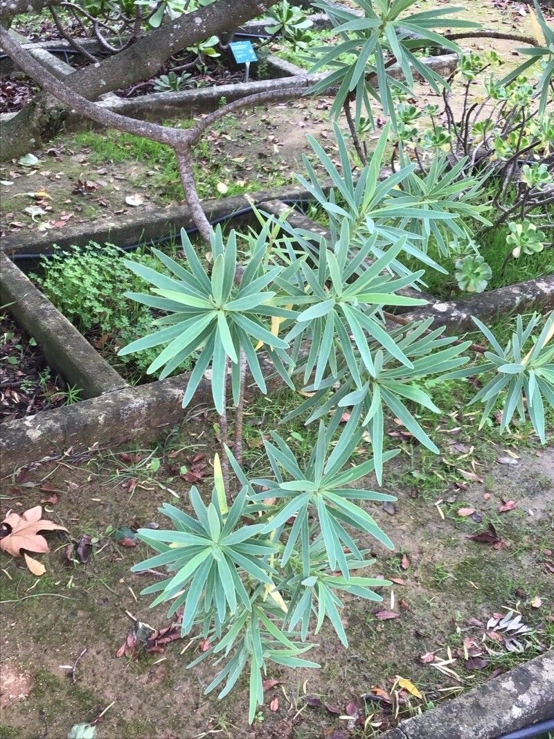 Euphorbia piscatoria — houseplant care guide