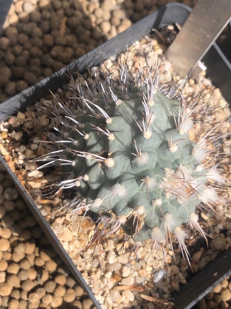 Turbinicarpus hoferi — related species from the same genus