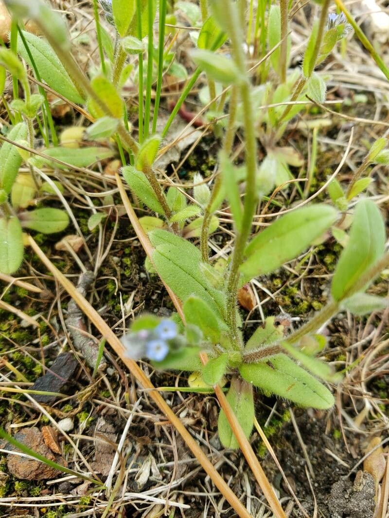 Myosotis stricta — houseplant care guide