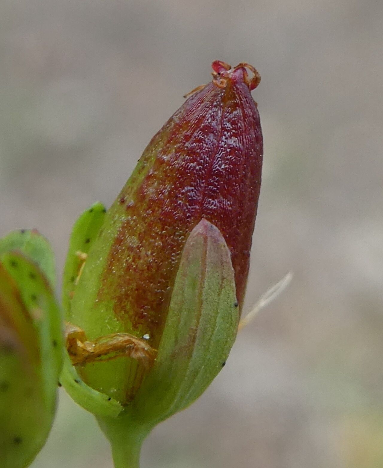 Hypericum humifusum fruit