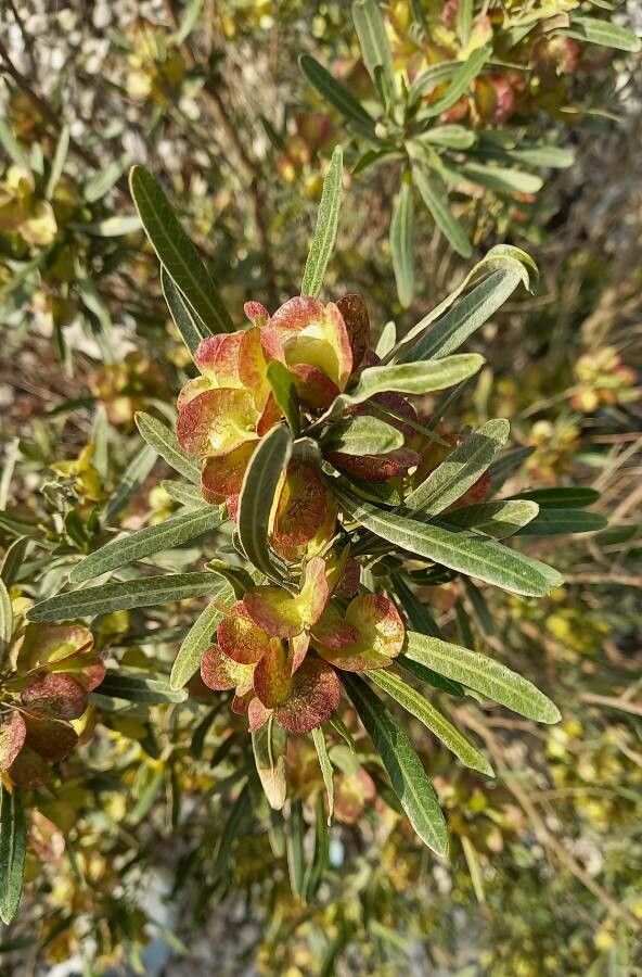 Zygophyllum megacarpum flower
