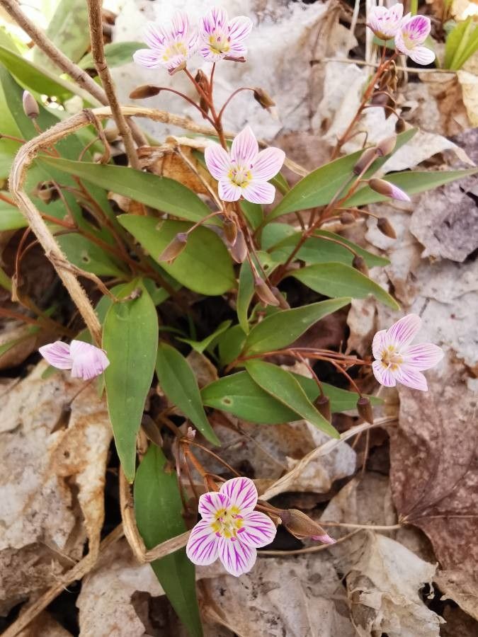 Claytonia caroliniana habit