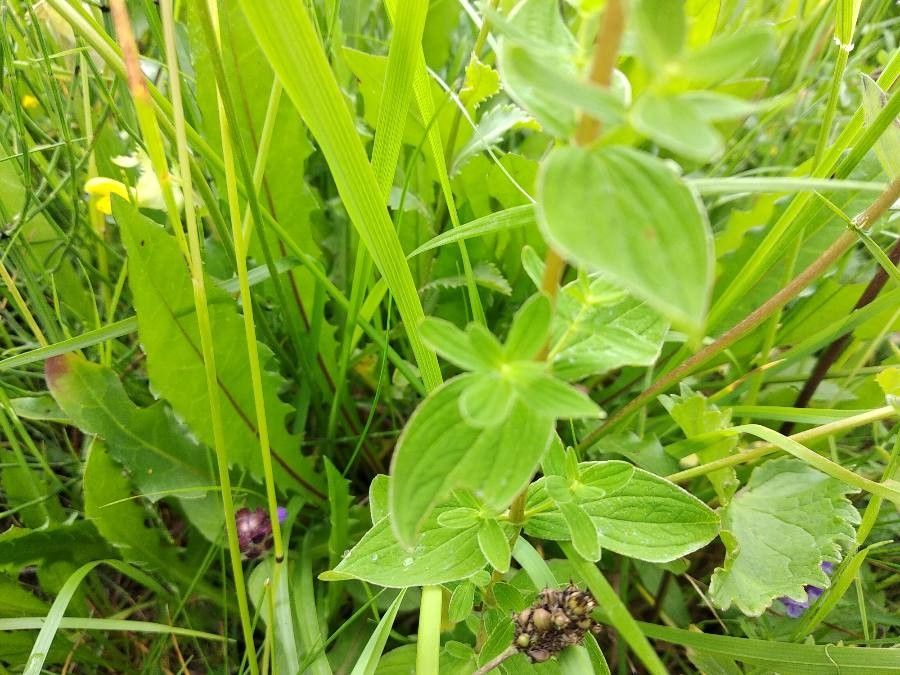 Hypericum montanum — search result for 'Morocco'