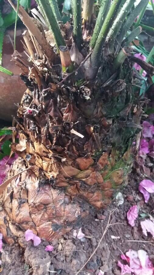 Ceratozamia mexicana bark