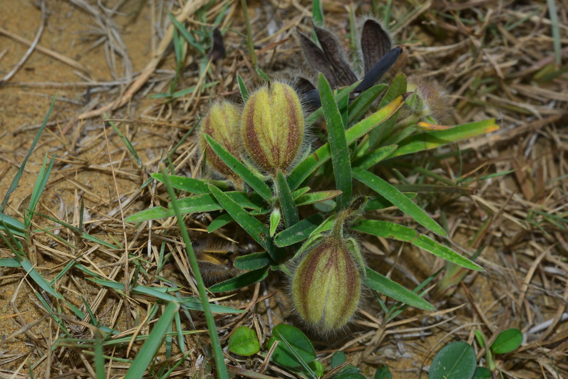 Crotalaria calycina fruit