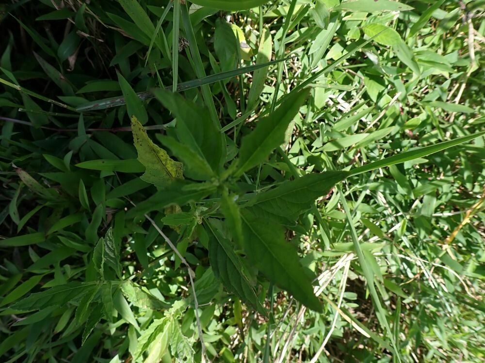 Hyptis lanceolata leaf