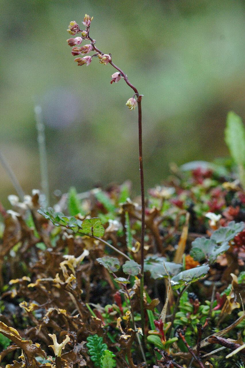 Thalictrum alpinum flower