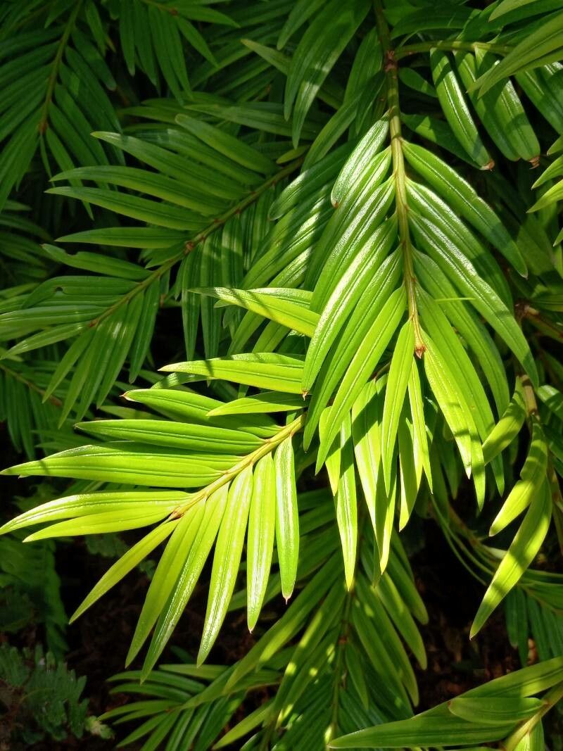 Amentotaxus argotaenia — search result for 'Taxaceae'