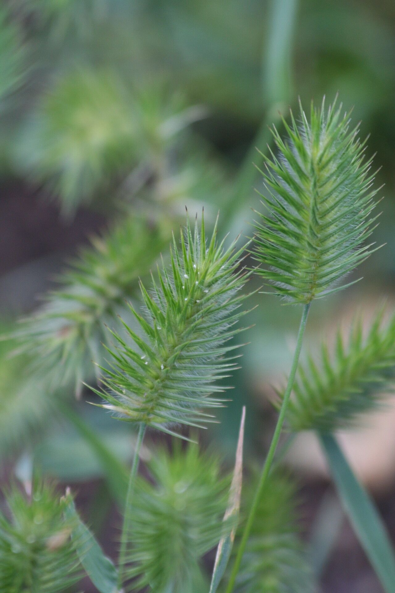 Eremopyrum bonaepartis flower