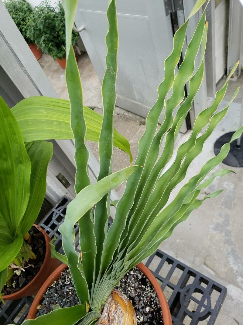 Boophone disticha — search result for 'Haemanthus'