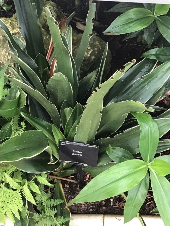 Rohdea japonica leaf