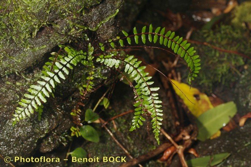 Asplenium azoricum habit