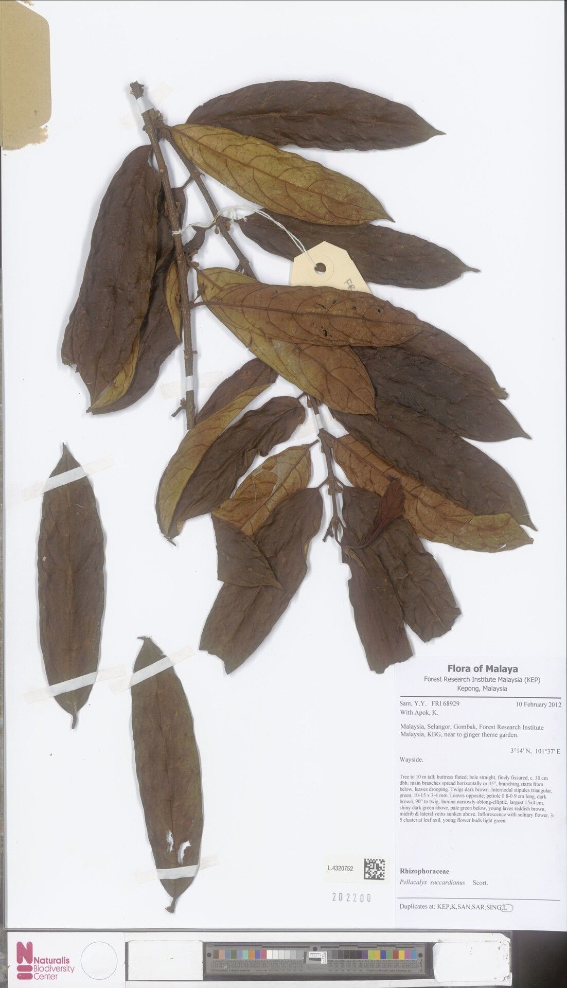 Pellacalyx saccardianus — related species from the same genus