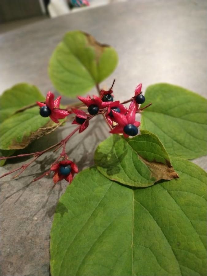 Clerodendron trichotomum flower