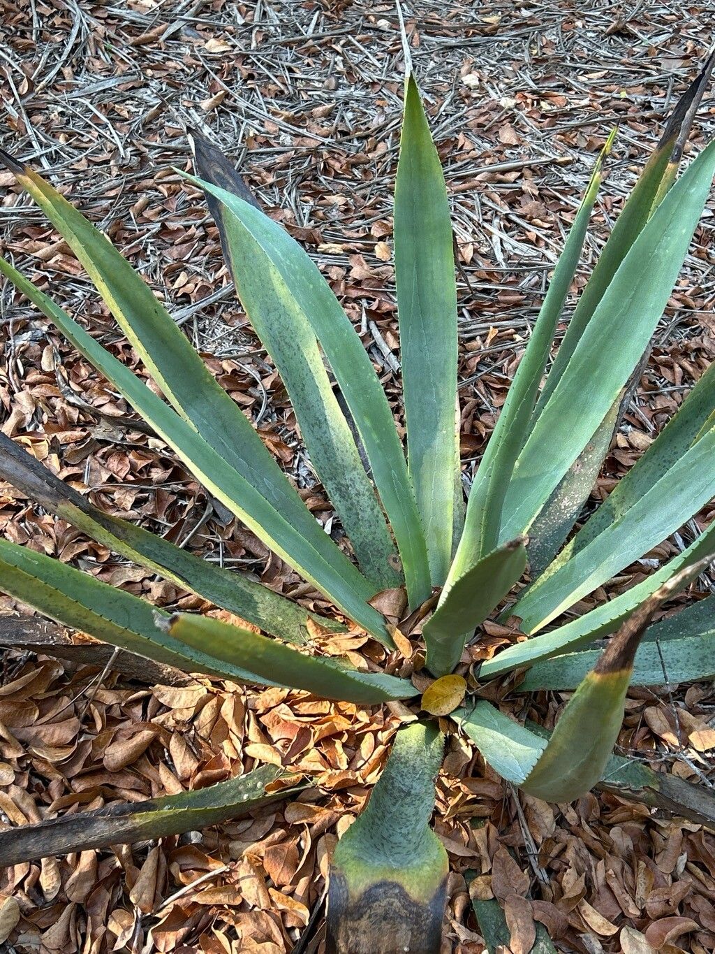 Agave cacozela leaf