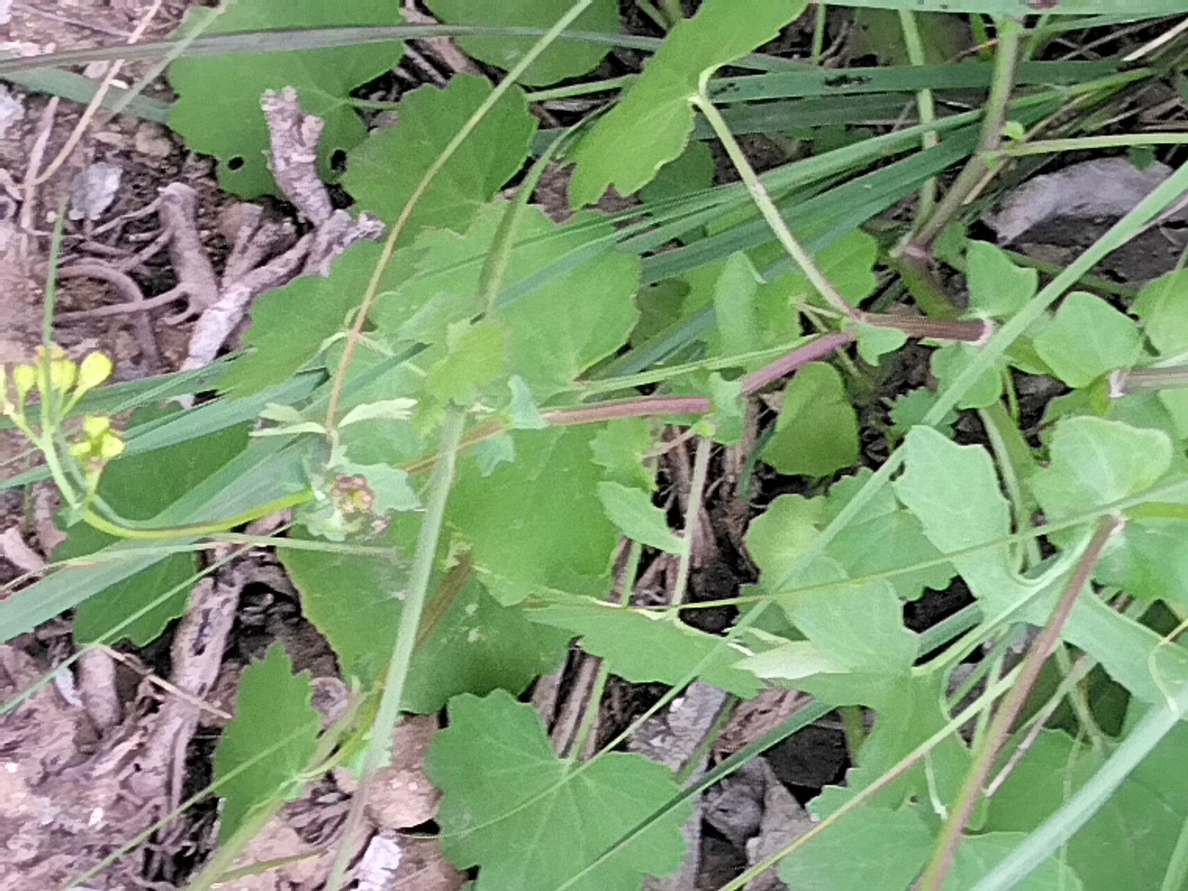 Cineraria lobata — related species from the same genus