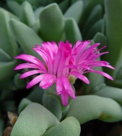 Cheiridopsis purpurea flower