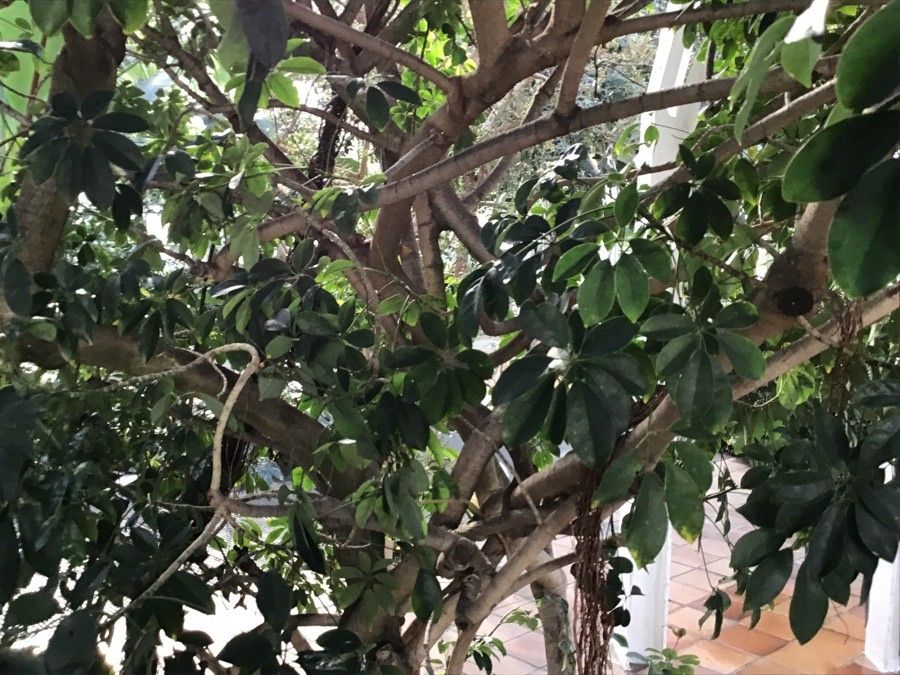 Schefflera heptaphylla habit