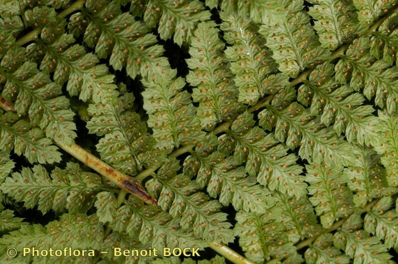 Dryopteris crispifolia other