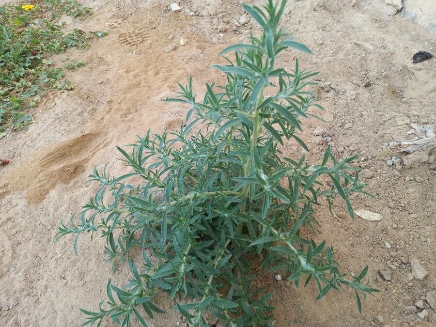 Bassia indica — related species from the same genus