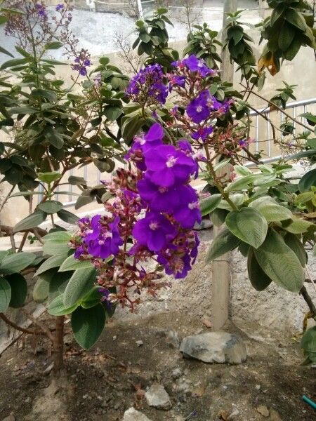 Tibouchina grandifolia habit