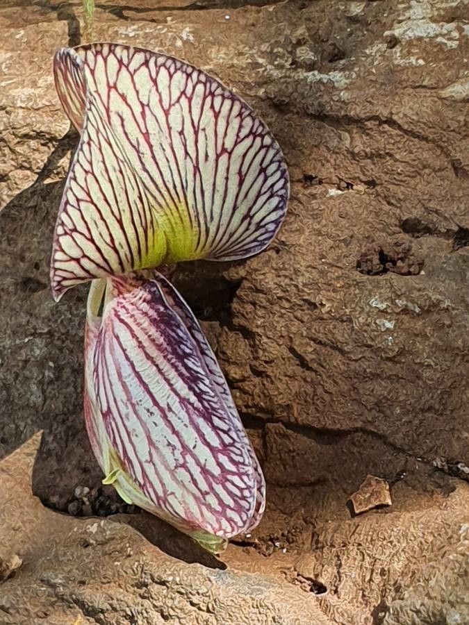 Ormocarpum kirkii flower