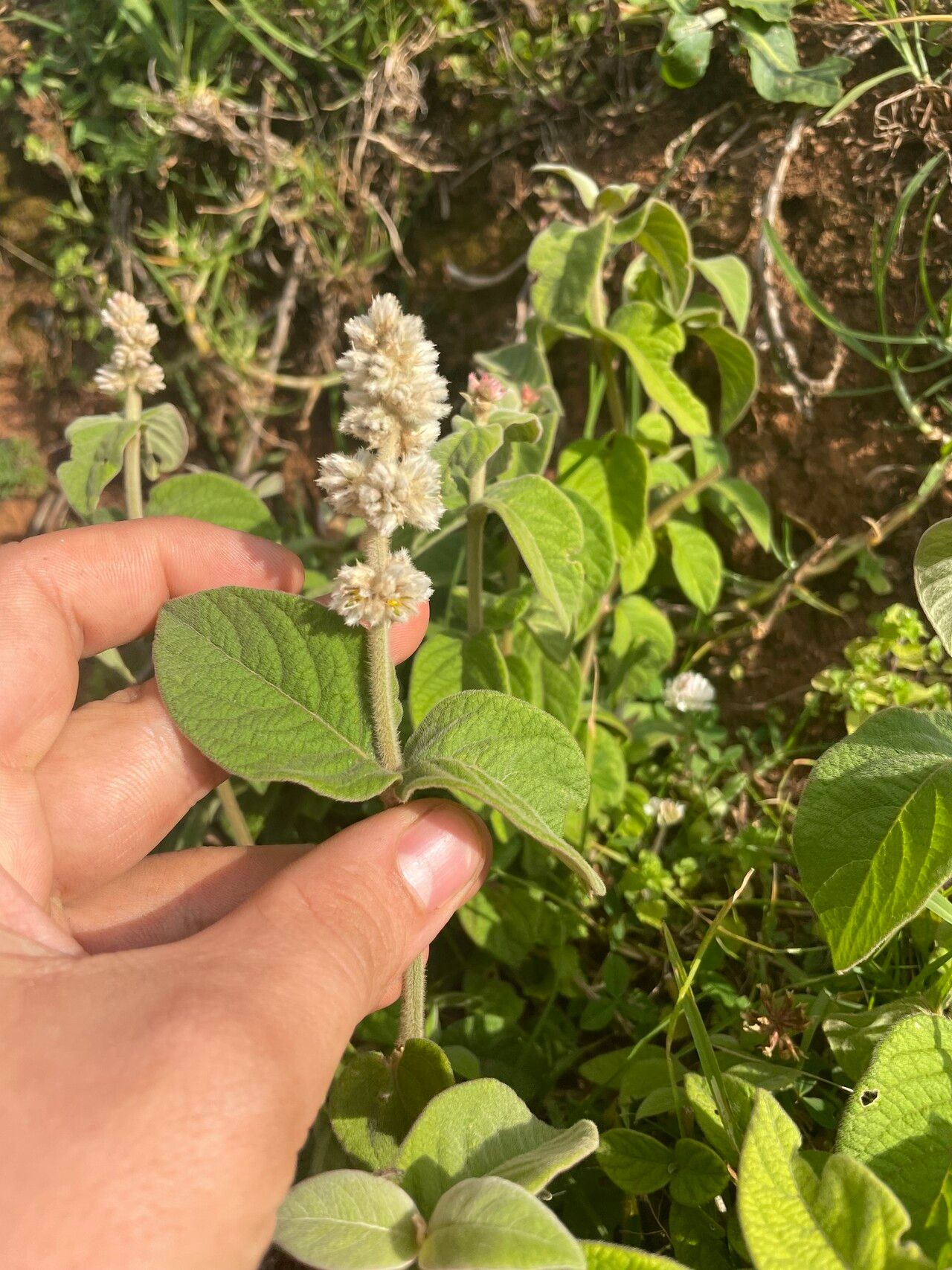 Cyathula polycephala — houseplant care guide