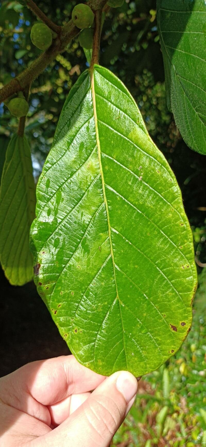 Ficus brevibracteata — houseplant care guide