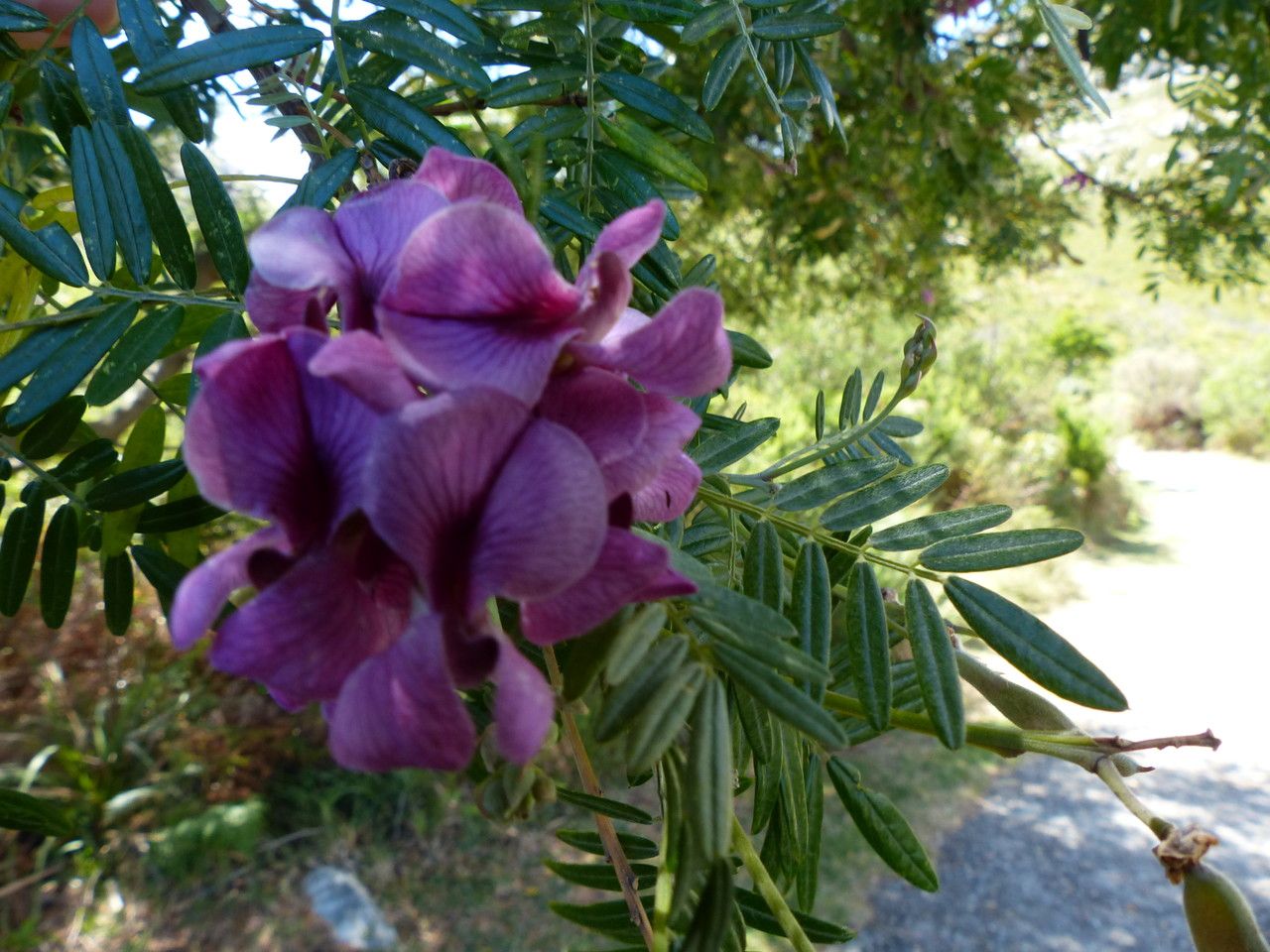 Virgilia oroboides flower