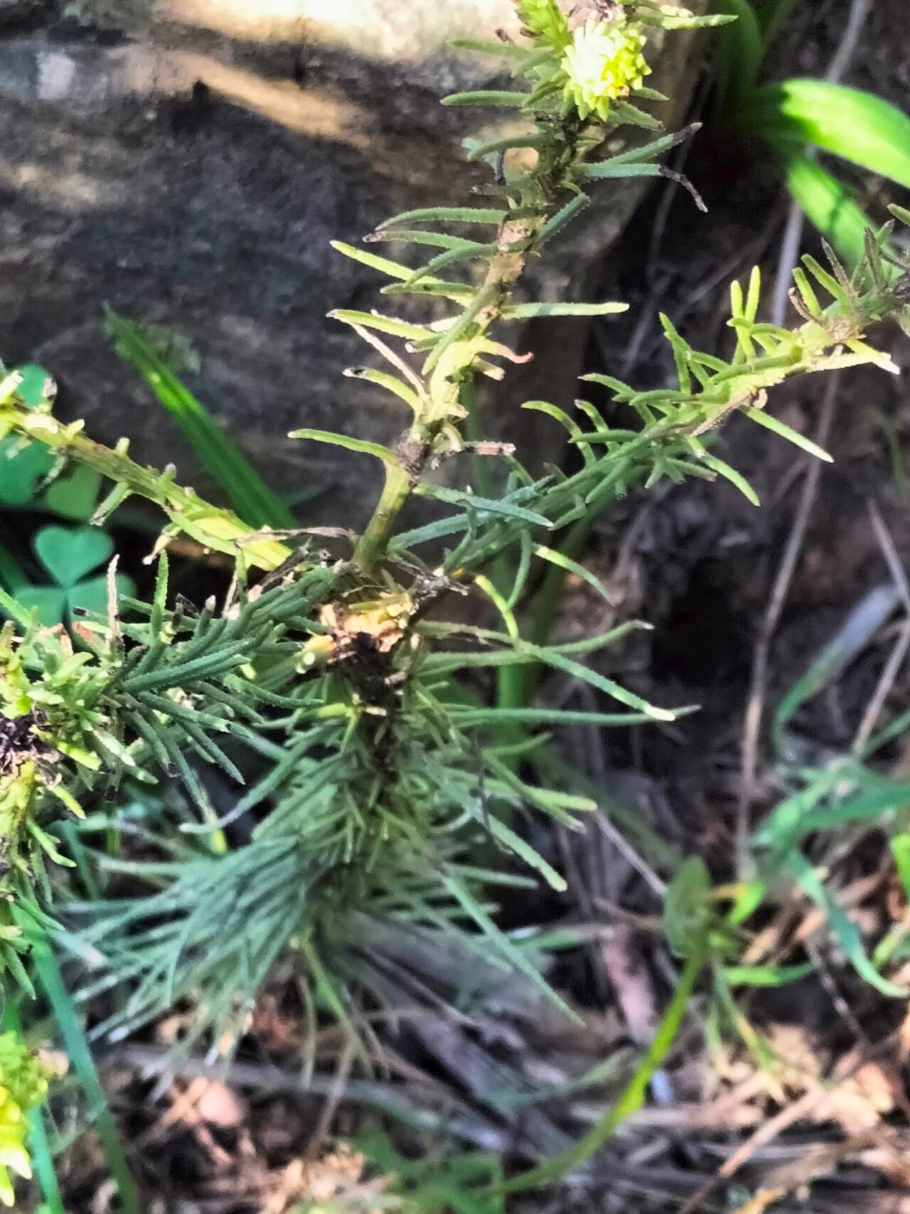 Thesium scabrum bark