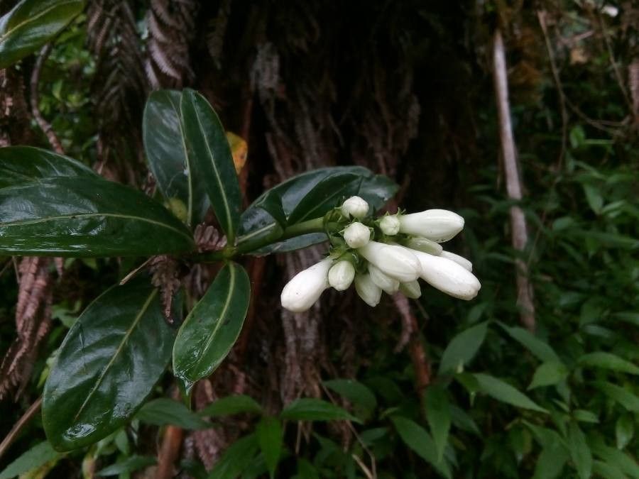 Gaertnera vaginata flower