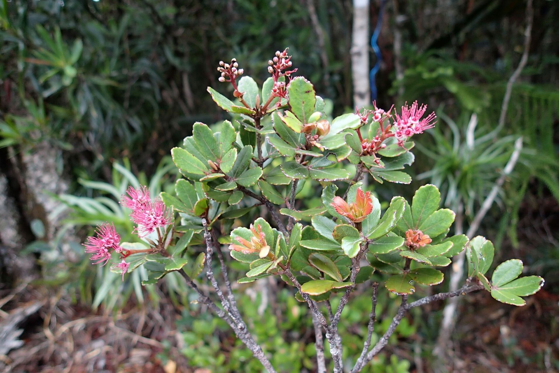 Cunonia lenormandii habit