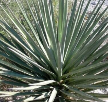 Yucca treculiana — search result for 'Yucca'