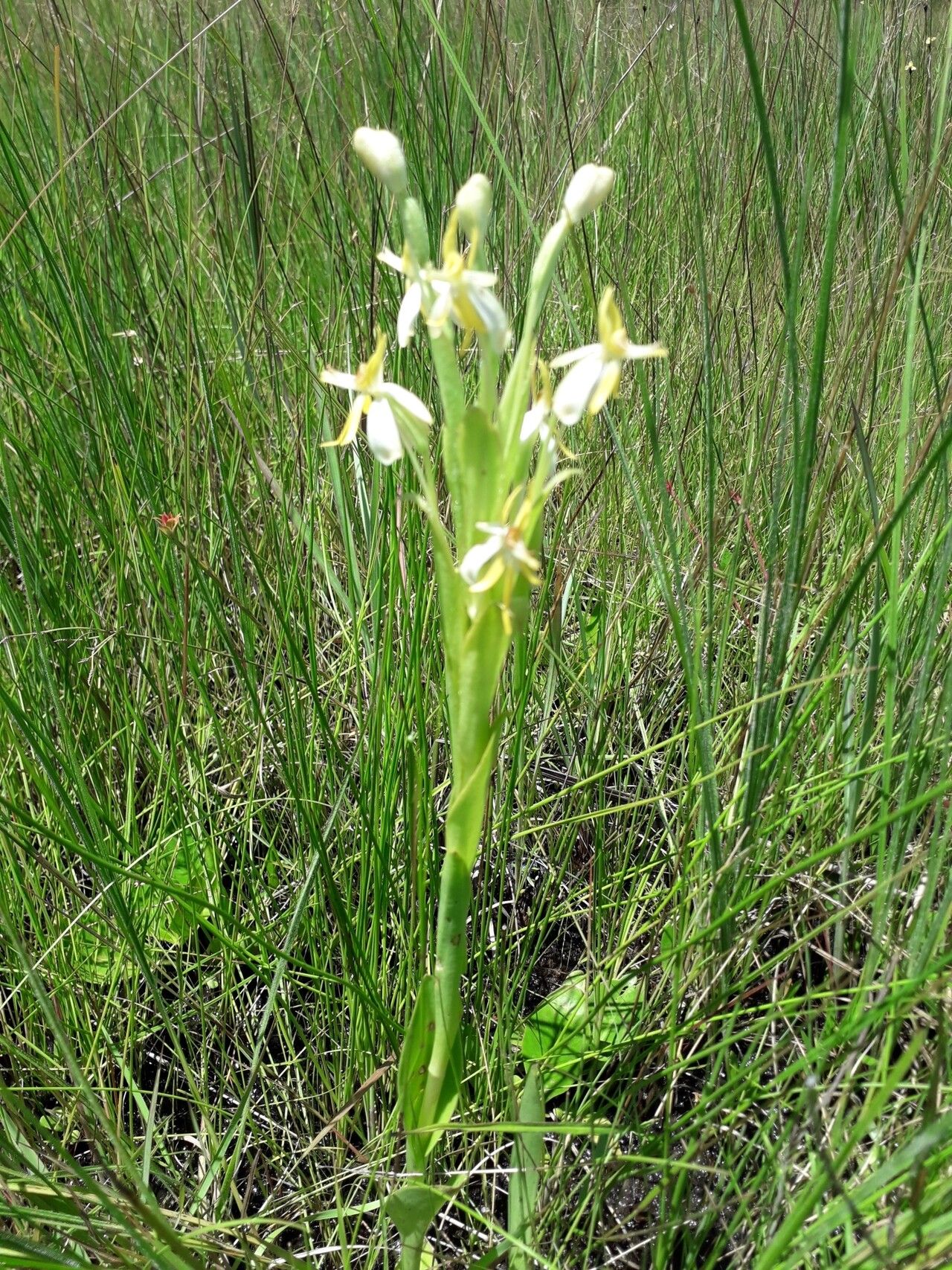 Habenaria macroplectron — houseplant care guide