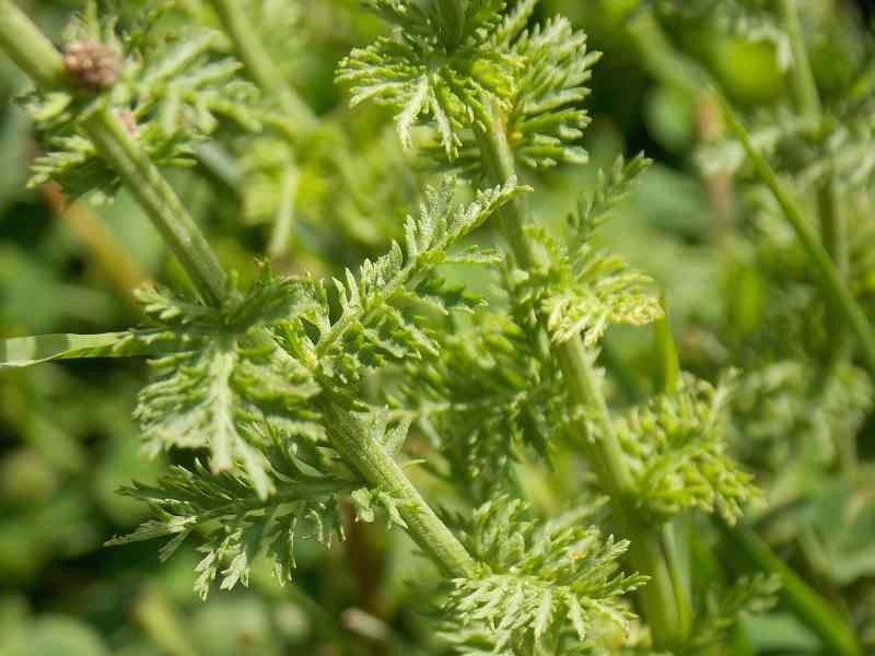 Achillea tenorei leaf
