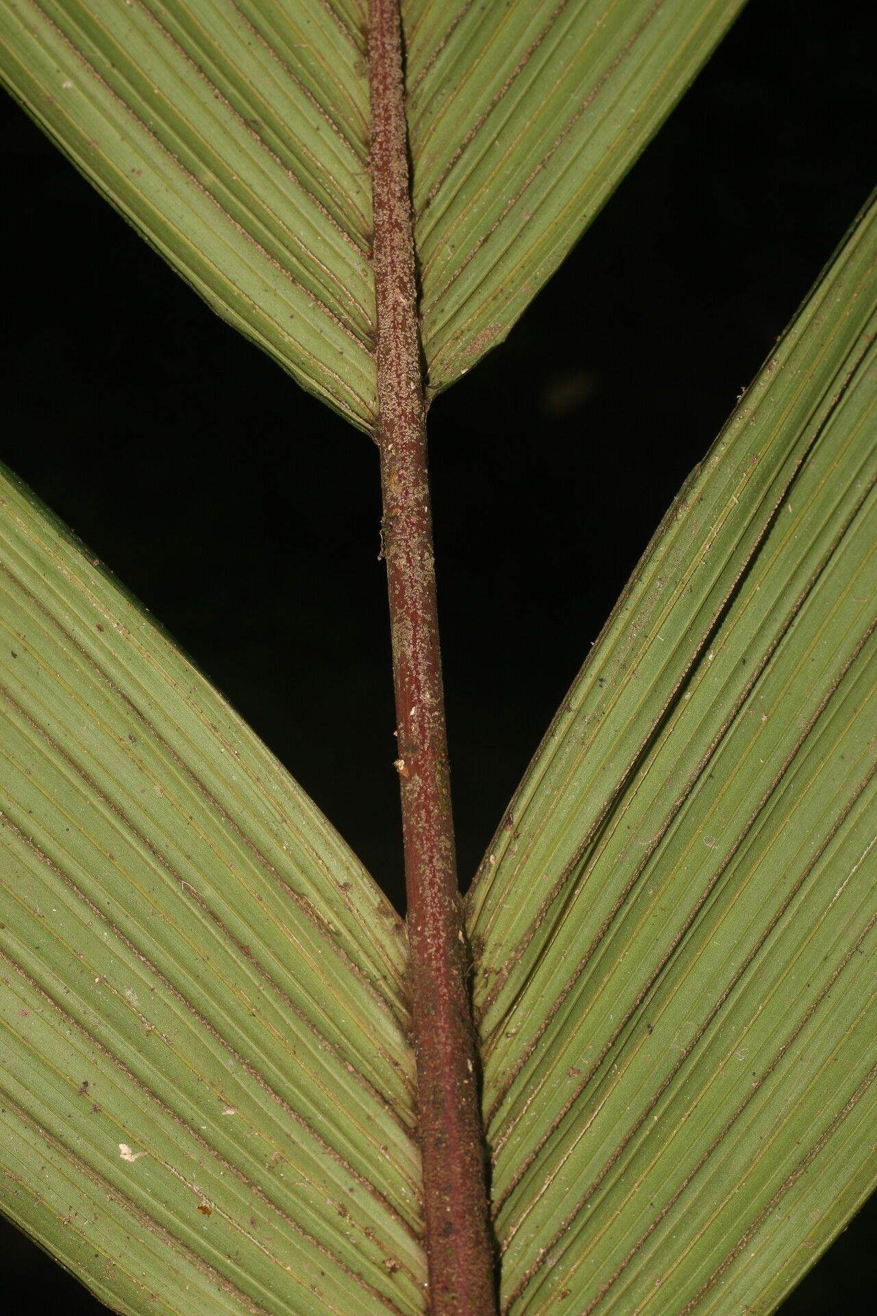 Calyptrogyne trichostachys bark