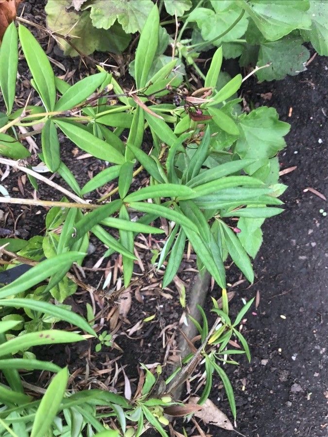 Berberis replicata — search result for 'Berberis'