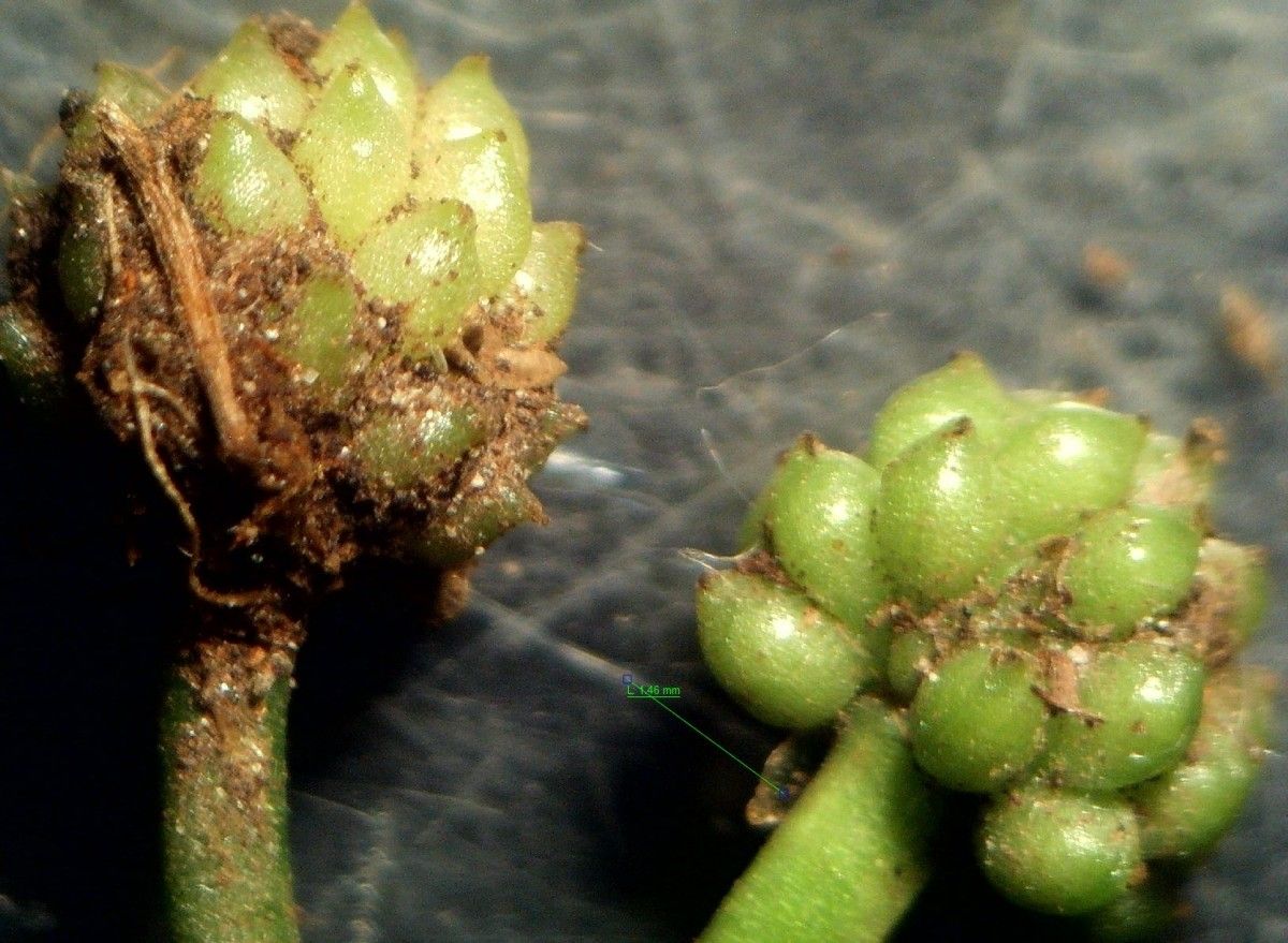 Ranunculus omiophyllus fruit