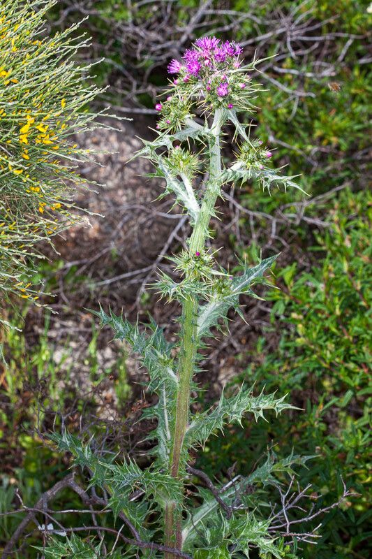 Carduus cephalanthus flower