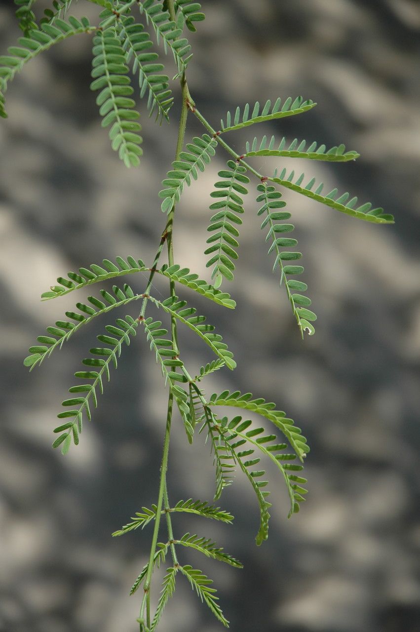 Prosopis pallida leaf