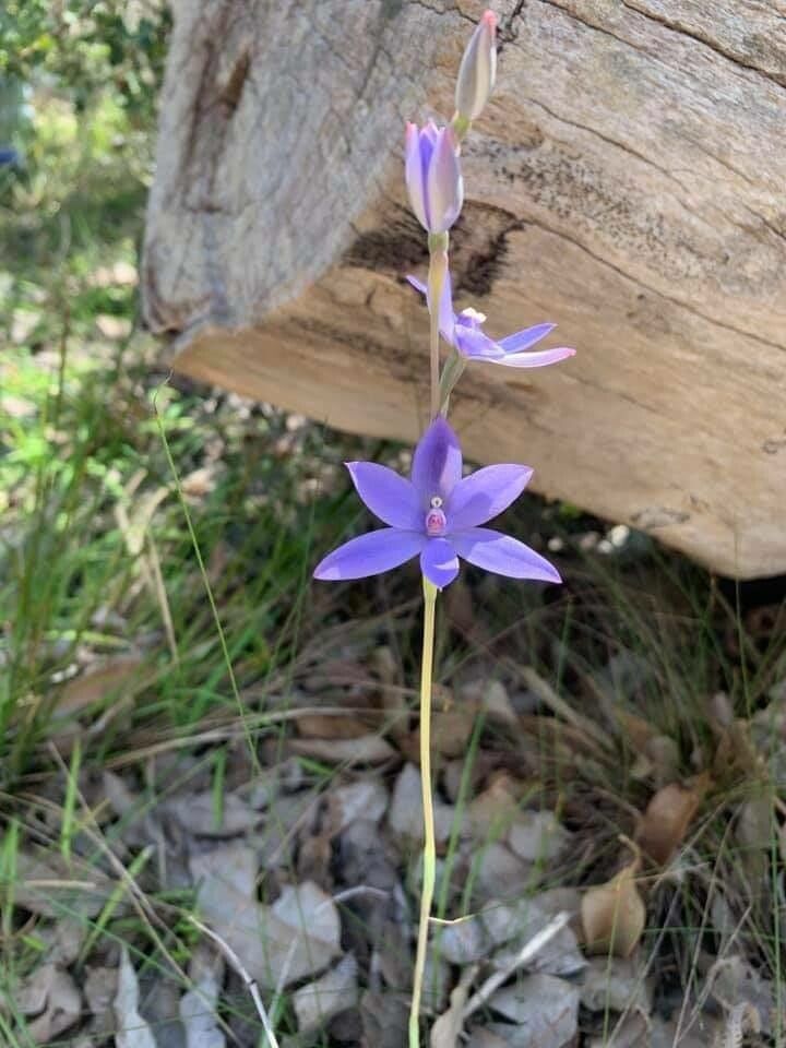 Thelymitra macrophylla flower