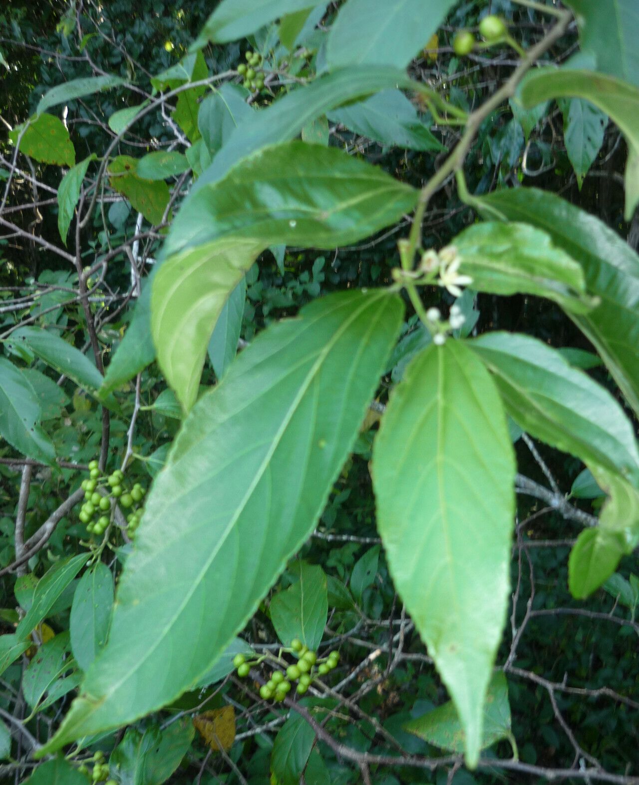 Grewia guazumifolia — search result for 'Grewia'