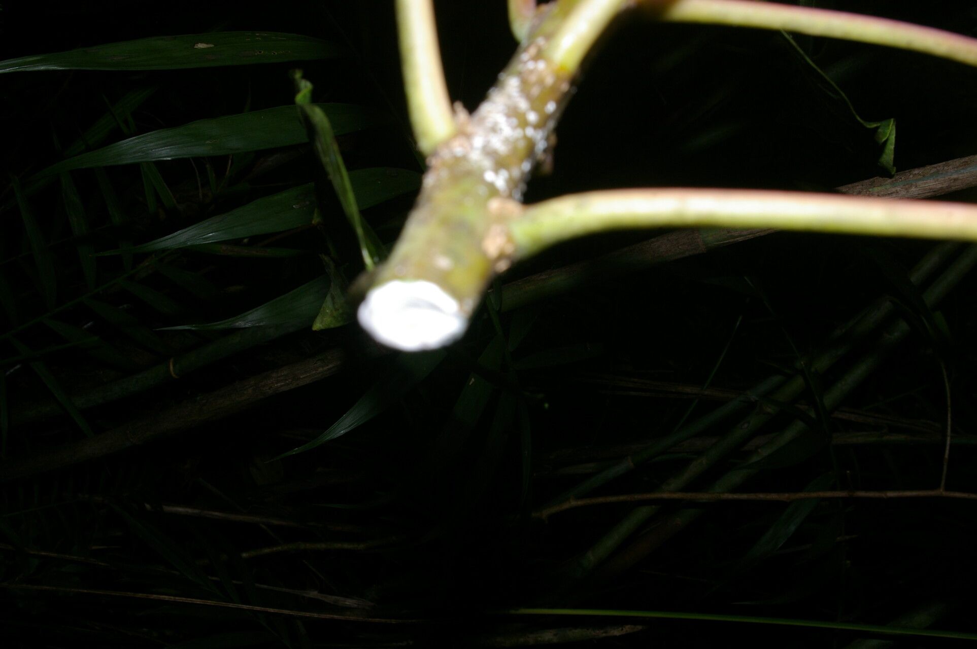 Sapium pachystachys bark