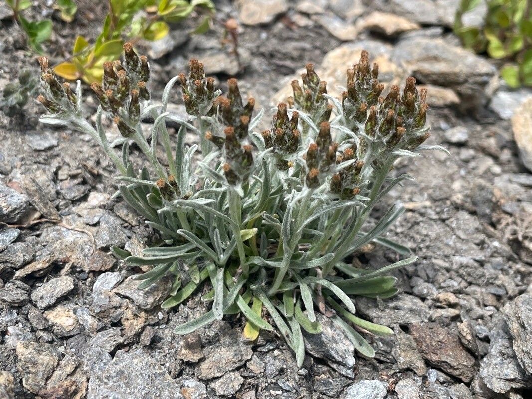 Gnaphalium hoppeanum flower