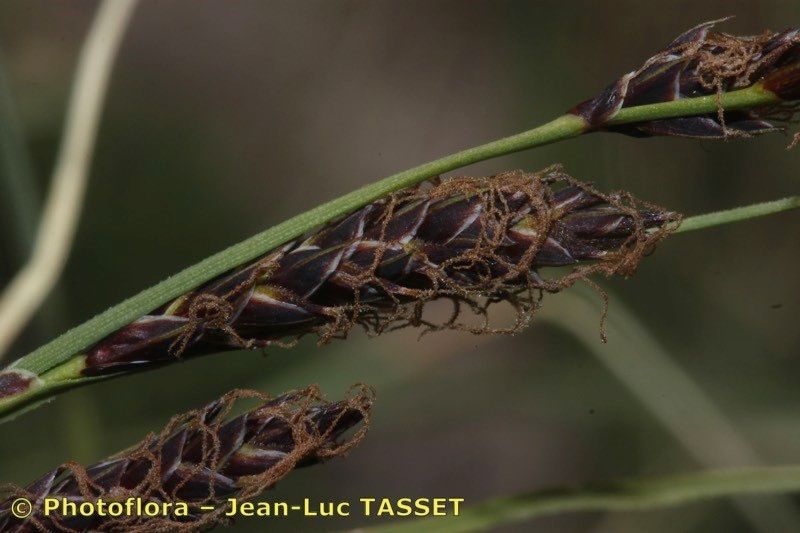Carex fimbriata — houseplant care guide