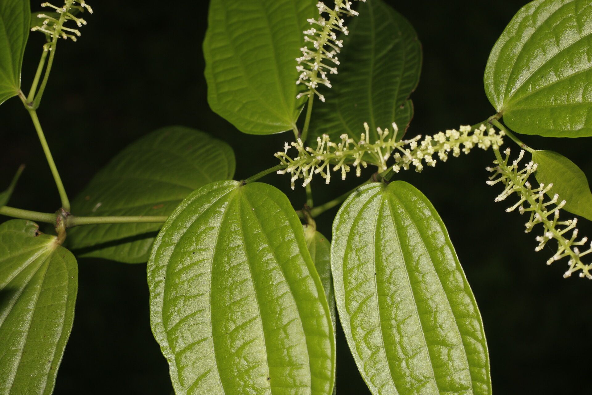 Piper yucatanense flower