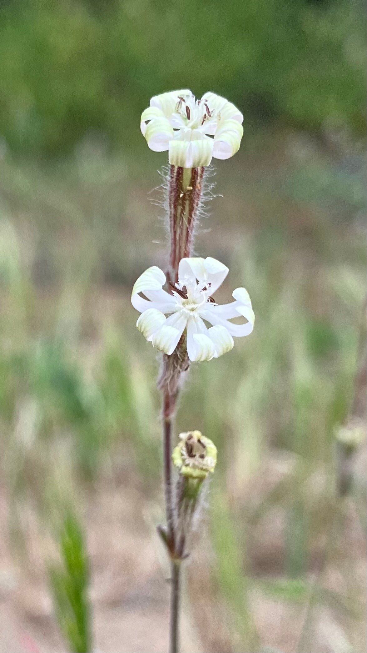 Silene discolor — houseplant care guide