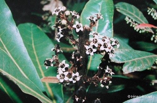 Semecarpus virotii — houseplant care guide