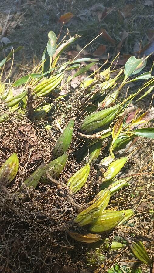 Pholidota pallida leaf