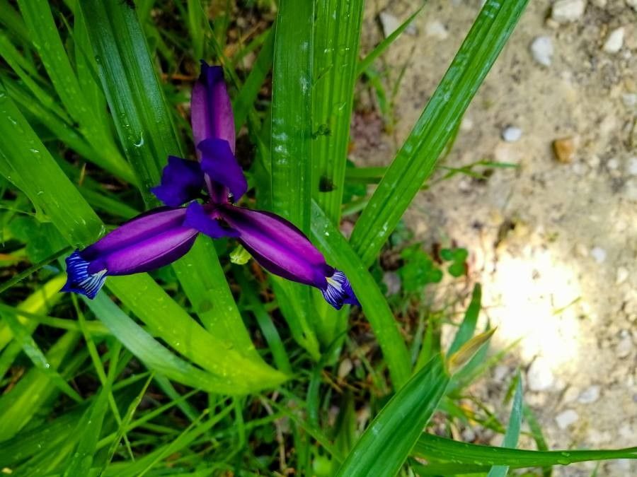 Iris reichenbachiana leaf